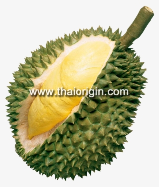Ex-factory Or Fob Bangkok - Durian Fruit Taste #8356757