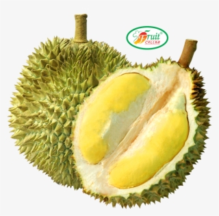 <b>durian</b> - Durian #8357556