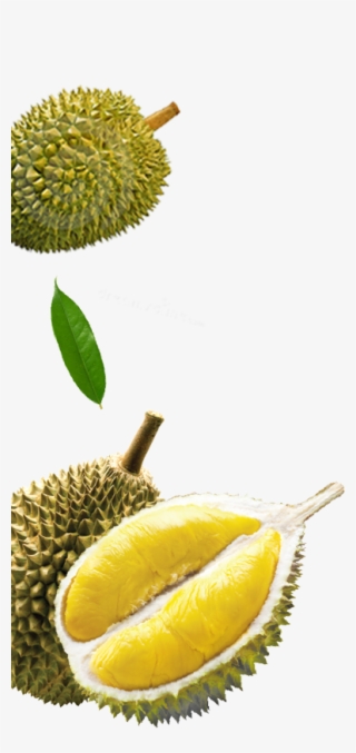Malaysia Durian - Durian Fruit #8357605