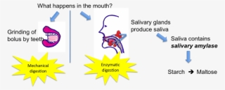 Picture - Happens To Food In The Mouth #8360626
