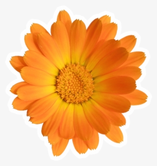 That's Why We've Created A Guide To Good Beauty Karma, - English Marigold #8360802
