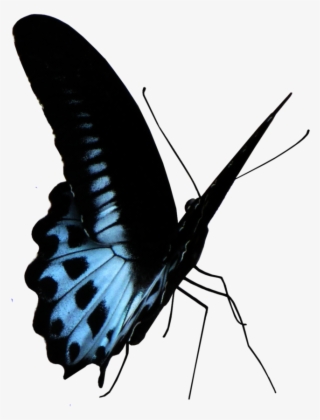 Blue Butterfly Png - Lycaenid #8360841