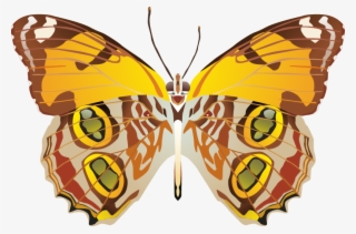 Butterfly Png Images #8360955