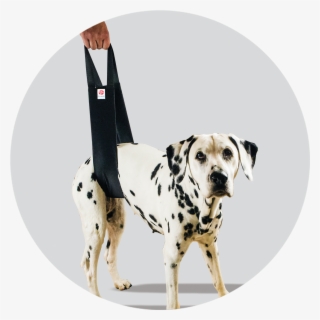 Helping Hand Standard - Dalmatian #8362348