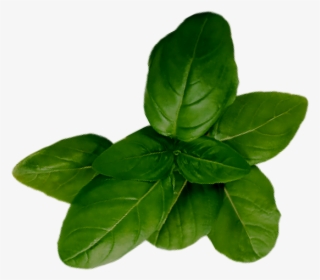 1872 Basil - Houseplant #8363046
