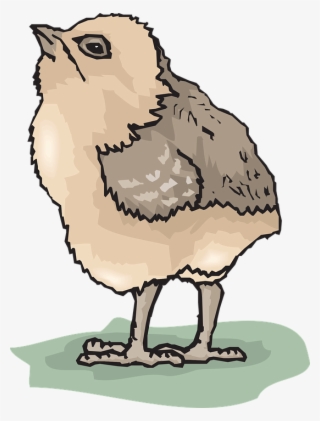 Poussins, Bébé, Oiseau, Pet - Bébé Oiseau Png #8369011
