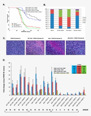 Taz Enhances Tumor Grade, Reduces Survival, And Promotes - Uber Market Share 2017 Sydney #8369547