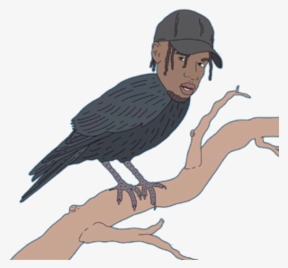 Bird Of Prey #8369755