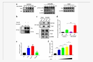 Tm-25659 Facilitates Taz Nuclear Translocation And - Diagram #8370172
