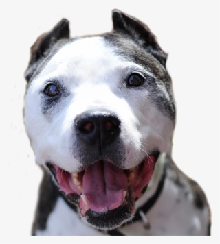 Lobo-webs - Bull And Terrier #8370432