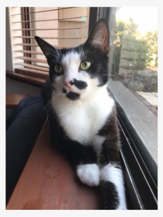 Photo Of Ac0657 Scribbles - Domestic Short-haired Cat #8370720