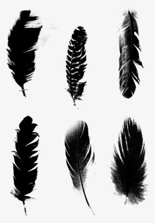 Black Feathers Commercial Minimalist Png และ Psd - Illustration #8371007
