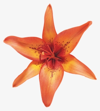 What Is The Best Converter Used For Converting Png - Лилия Цветок На Белом Фоне #8372065