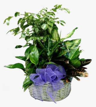 Garden With Purple Bow - Garden Roses #8372209