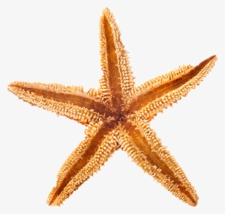 Svg Royalty Free Library Playa De La Arena Of Concha - Conchas De Mar Png #8372303