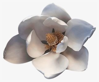 Noble Viii Magnolia - Artificial Flower #8372491