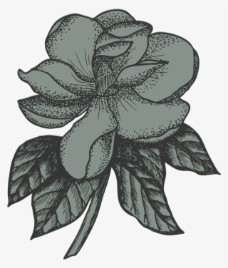 Magnolia - Rosa Glauca #8373057