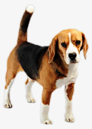 Beagle Sticker - Beagle-harrier #8373311