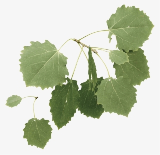 Aspen - Grape #8373575