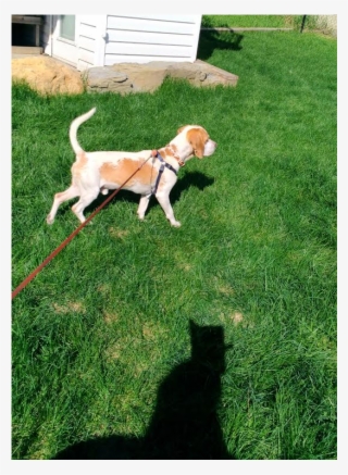 This Is Bolas, A - Beagle #8373899