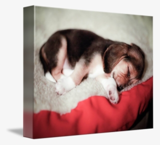 Baby By Susan Weingartner - Cat #8373927