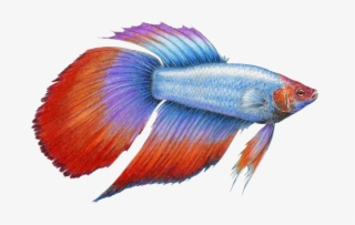 Betta Fish - Alot Of Betta Fish Png #8373983