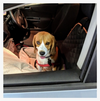 Article 3 Centrec73ce9b8 Cf0e 0ab4 9f61 742457ff3a1e - Beagle-harrier #8374194