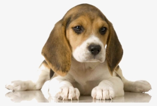 This Beagle Potty Training Helps You Get Off To A Great - Dogs And Puppies #8374207