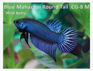 Pomacentridae #8374311