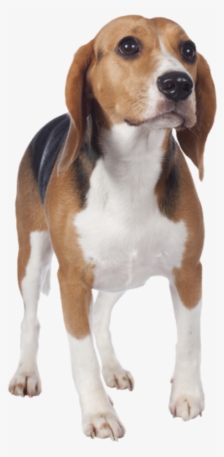Beagle Von Vorne - Beagle #8374338