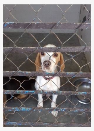 This Is Bolas, A - Beagle-harrier #8374374 This Is Bolas, A - Beagle-harrier #8374374