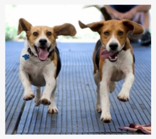 People For The Ethical Treatment Of Animals #8374467