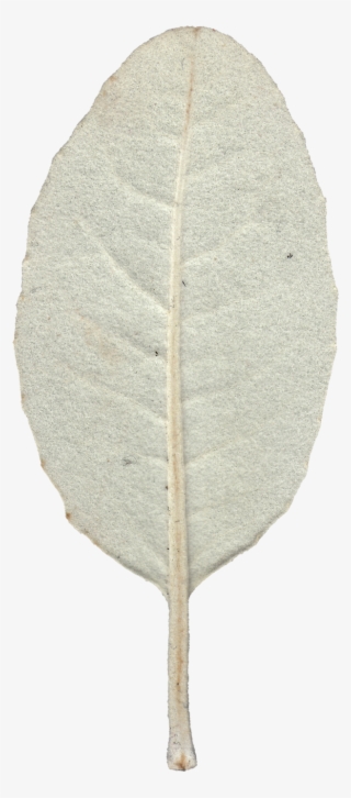 Leaf 07 Back Texture - Still Life Photography #8375661