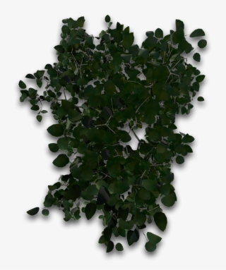 Tree 33 4eyes - Maidenhair Tree #8376068