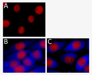 Brilliant Violet 421 Anti I Kappa B Alpha Antibody - Circle #8376140