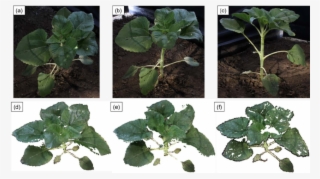 Download - Houseplant #8376179