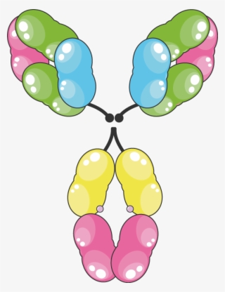 Iga - Immunoglobulin E #8376206