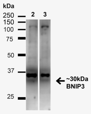 Western Blot - Monochrome #8376519