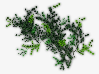 06 Feb 2009 - Enredadera Png #8376930