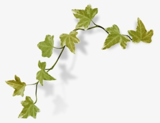 Bee Nothingbutlove El12 ❤ Liked On Polyvore Featuring - Vine #8377046