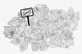 Kudzu, Known As "the Vine That Ate The South," Strangles - Line Art #8377077