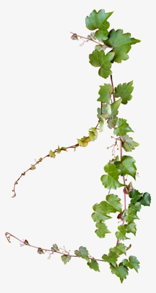 Grape Photography Vine Vines Creative Design Common - Transparent Background Vine Png #8377147