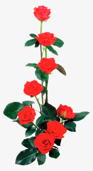 Rosas Rojas En Png Arte Digital - Dia Dos Namorados #8378749