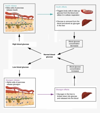 If Blood Glucose Concentration Rises Above The Normal - Maqueta Sobre Homeostasis #8379337