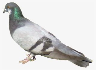 La Paloma Ternano Con Barras - Somali Pigeon Columba Oliviae #8379501