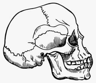 This Free Icons Png Design Of Skull 12 #8379708