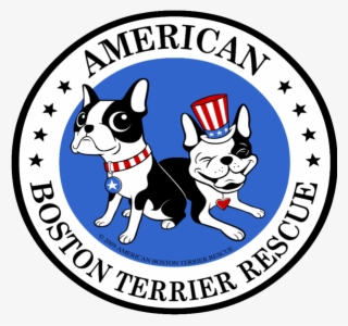 American Boston Terrier Rescue - Dept Of Education Wa #8381584