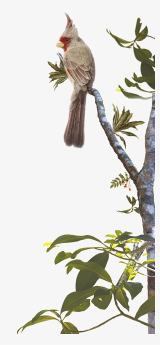 Magic In The Jungle - Hummingbird #8381744