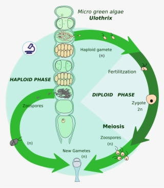 Haplontic Life Cycle[edit] - Biological Life Cycle #8382049