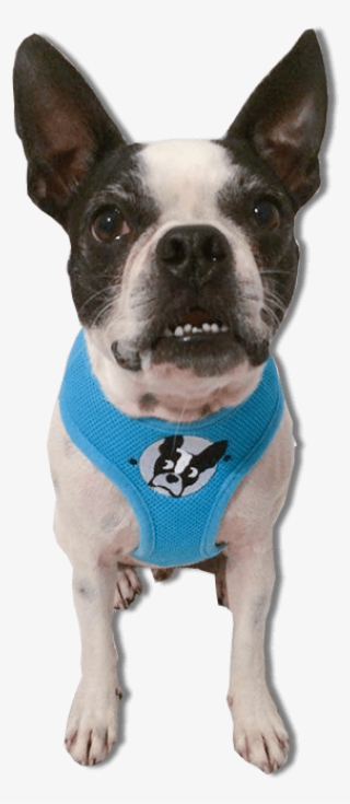 Blue Light - Dog Catches Something #8382361